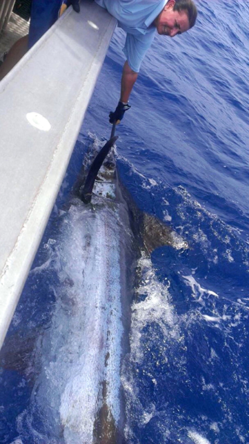 ANGLER: Maria Carnevale  SPECIES: Black Marlin WEIGHT:  Est. 280kgs LURE: 13" JB Lures Ripper